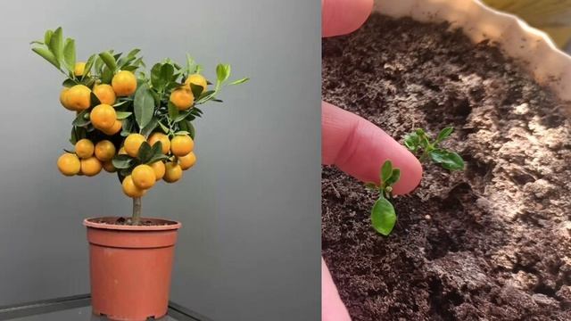 СЛУЧАЙНЫЕ ЭКЗОТЫ