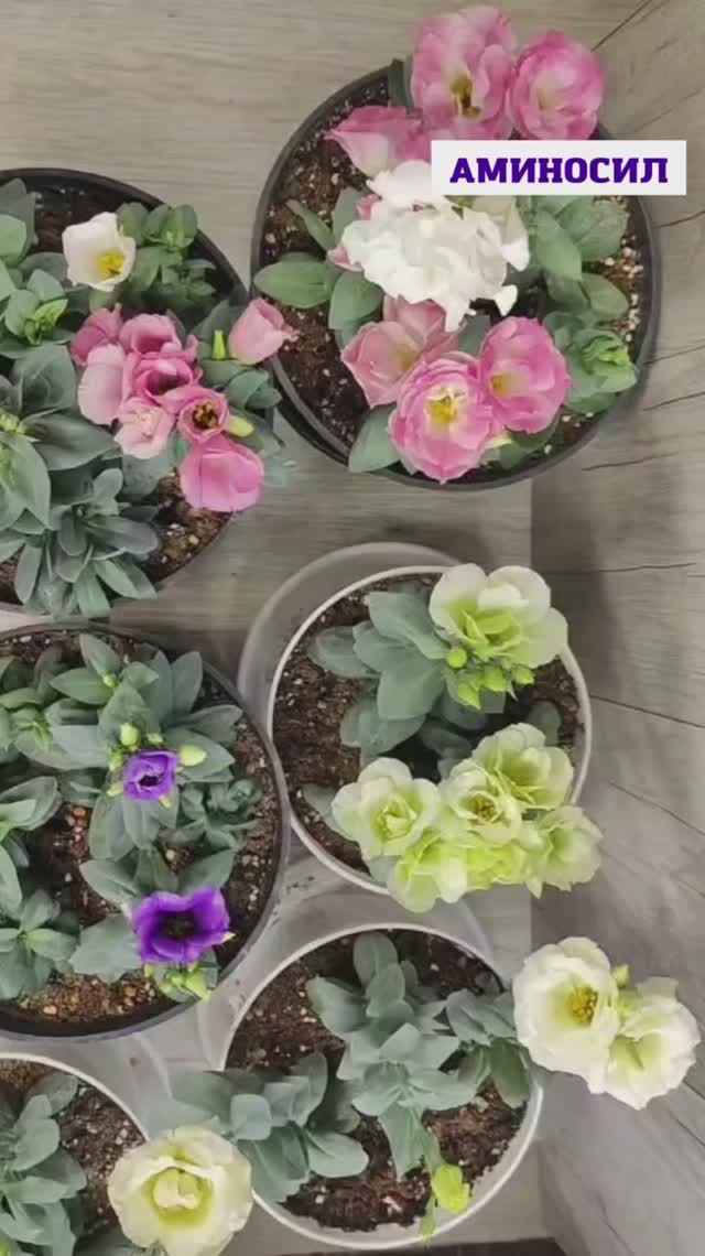 Три главных правила для пышного цветения эустомы 🌸