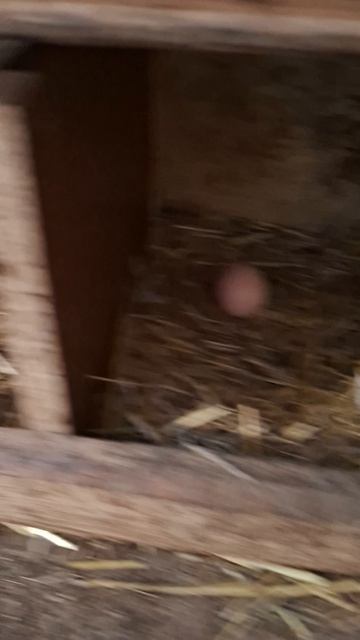 Проверил второй курятник #куры #курица #петух #петухи #курятник #курятниксвоимируками #деревня