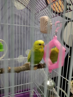 Как ухаживать за попугаями♡´･ᴗ･`♡