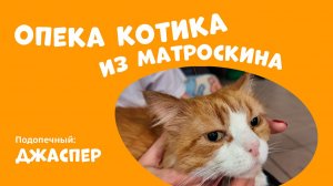 Опека котика из приюта Матроскин: кот Джаспер!