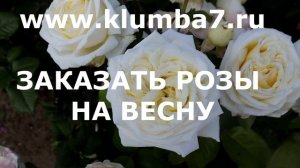 Цветение роз - Новые сорта - Ариана Ротшильд (2018) и Ноэми Ротшильд (2018)