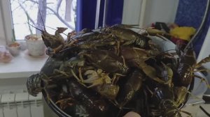 Раки идём по снегу.