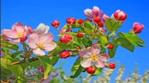 ИРИНА КРУГ И ВИКТОР КОРОЛЕВ. ЛУЧШИЕ ПЕСНИ РУССКОГО ШАНСОНА .ПРИШЛА ВЕСНА- НАСТРОЕНИЕ ПРИНЕСЛА!