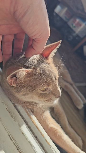 Весна, я солнышке лежу 😂