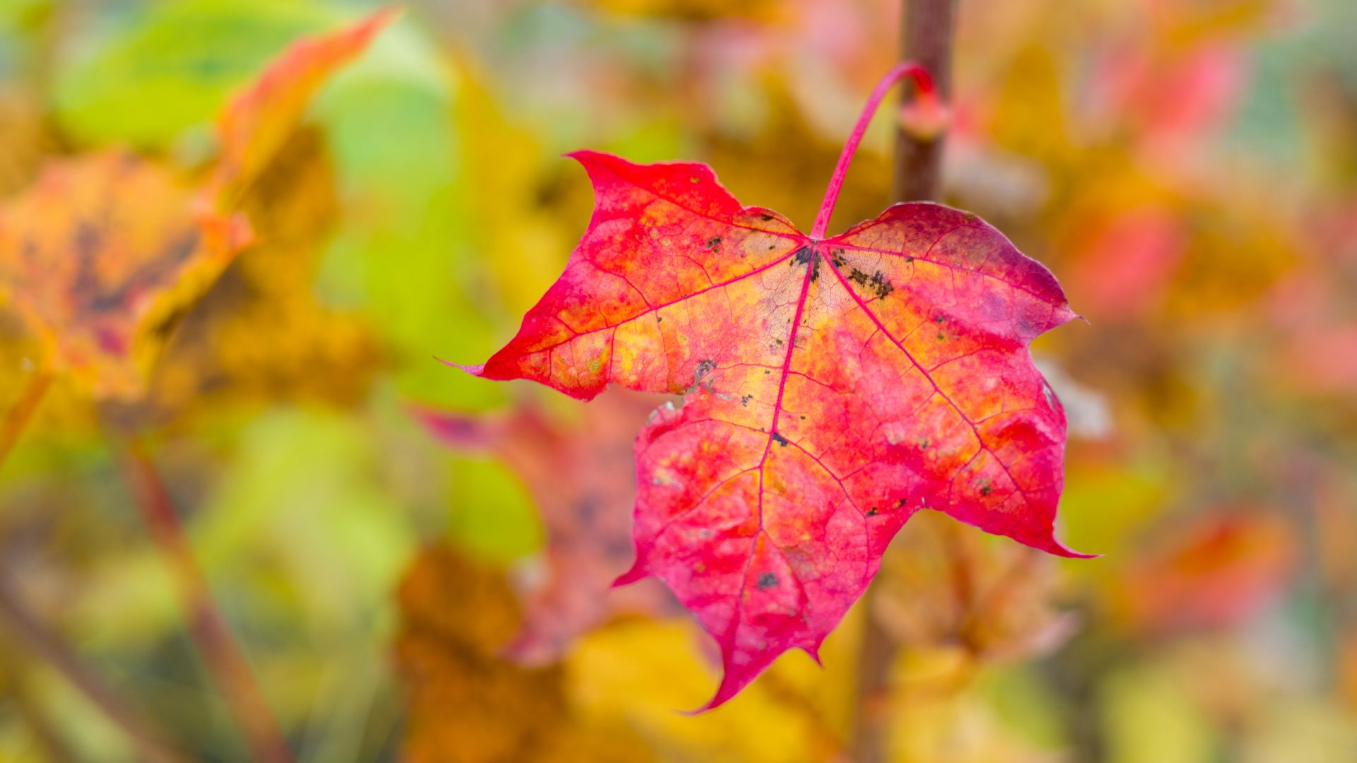 Осенний лист