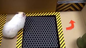 Хомяк в лабиринте #1