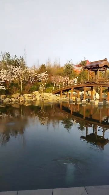 Утренний японский сад прекрасен #японскийсад #respect #shotrs #паркгалицкого