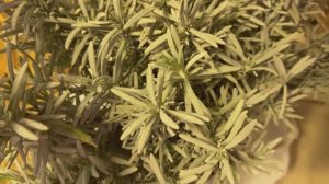 Открыл весь сад , прогуляться по снт решил ,  и что купил в лемано про