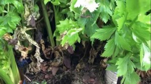 Как ЛЕГКО посадить и вырастить БАЗИЛИК