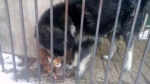 Маленькая леди пришла и ушла