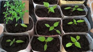 Пересаживаем   рассаду перцев в пакеты в марте.