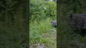 Поездка в тайгу за золотом