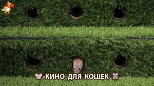 Видео для кошек про крысок развлекать питомцев 🐭🐀😂 (487)