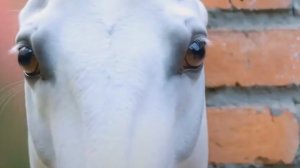 19-03-2026 В Новосибирской области беда!  Как смотреть скотине в глаза.