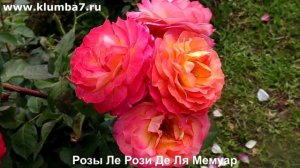 Розы-хамелеоны. Роза Ле Рози де ля Мемуар2019, Роза Розоман Жанон, роза Ландлуст. Питомник Клумба7.