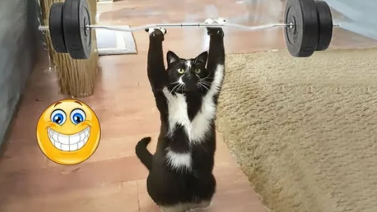 СМЕШНЫЕ КОТЫ 2026 ЛУЧШИЕ ПРИКОЛЫ С КОТАМИ КОШКИ ЖИВОТНЫЕ СМЕШНОЕ ВИДЕО