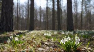 Весенний лес. Подснежники