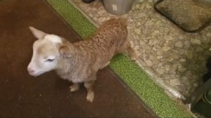 Маленькая овечка в гостях