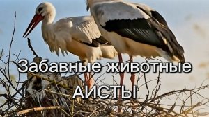 Забавные животные - АИСТЫ. Эти птицы вьют гнезда на крышах домов и высоких опорах. Дикие животные