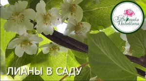 Лианы в саду