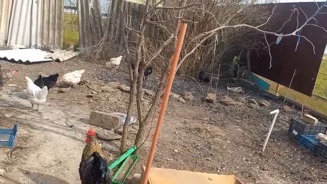 Убора посадки и немного о доме .