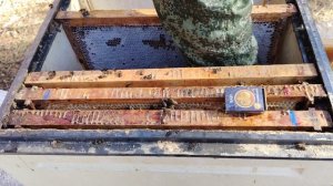 Нагреваем пчелиную семью.