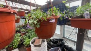 Работаю в теплице, заходите в гости 😘