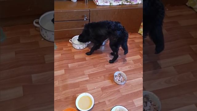 17.03.2026г Приют