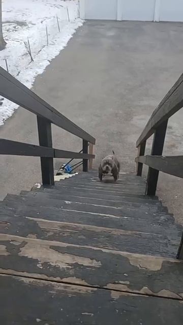 Какая разница, насколько ты брутальный и опасный, если по лестнице ты поднимаешься вот так