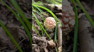 Путешествие по бескрайнему Татарстану🌍🍄🪨🐿🐀🦫🦡🐾