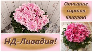 Описание сортов Фиалок! НД-Ливадия!