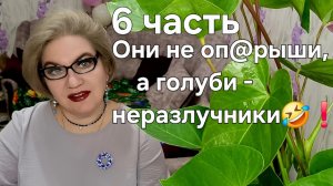 6 часть. Они не оп@рыши, а голуби - неразлучники🤣❗️