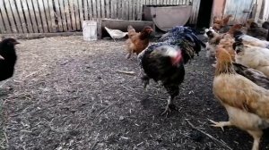 Мои курочки / Сколько в день несут яйц? / Лучший инстинкт насижования