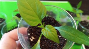 Моя рассада и перевалка сеянцев в большой обьем. Март 2026 г.