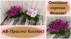 Описание сортов Фиалок! АВ-Просто Космос!