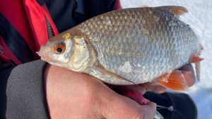 За сорожкой на «Деревяшку». Ловля на безнасадку по последнему льду на Горьковском водохранилище.