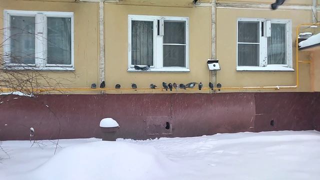 Голуби нашли укрытие от снегопада