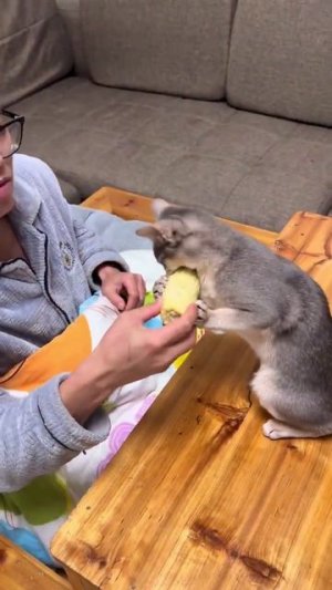 Кукурузка? Я бегу!