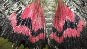 ИНСЕКТАРИЙ: 442. Малиновая Орденская Лента (Catocala sponsa)