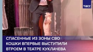 Спасенные из зоны СВО кошки впервые выступили втроем в театре Куклачева