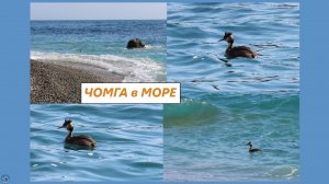 Чомга в морских волнах, ныряет. Крым, мыс Фиолент. Март 2026