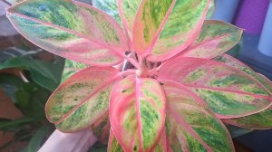 Мои самые любимые аглаонемы этой весной