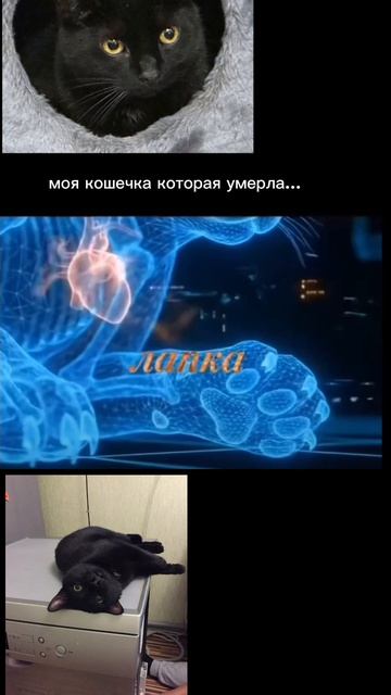 моя кошечка умерла.....