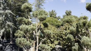 Сосна SYLVESTRIS WATERERI (S. NANA), CLT 110, 100-120, BONSAI