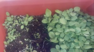 20.03.2026 Две покупки  и пикировка  рассады табака.