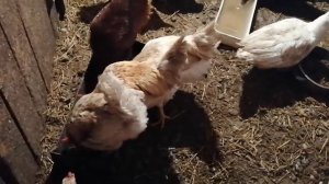 Мои петушки / Индоутки / Что дальше?