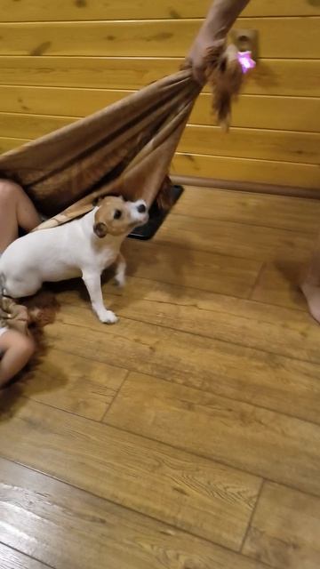 моя собака джеся