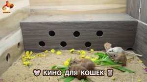 Видео для кошек про крысок развлекать питомцев 🐭🐀😂 (488)