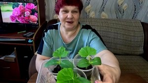 Хрустящий Салат,  Ароматные Огурчики,  Нежные Кабачки и всё в одной Теплице!!